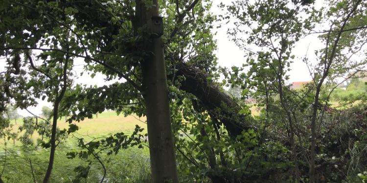 Omgevallen eik in het Overbosch