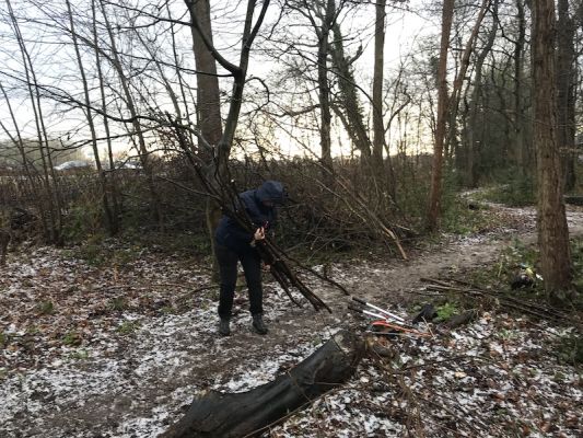 Takken uit het Overbosch voor verfraaing van de rotonde Teylingerdreef-Snoeklaan