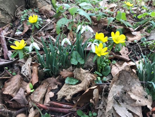 De eerste voorjaarsbloemen staan weer in bloei.