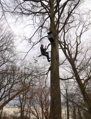 Uilenkasten in het Overbosch weer schoon