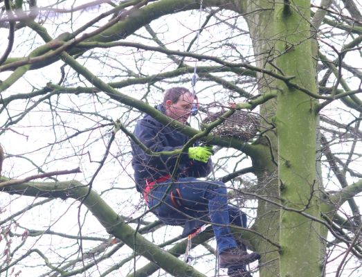 Nestmand voor Boomvalk opgehangen in het Overbosch